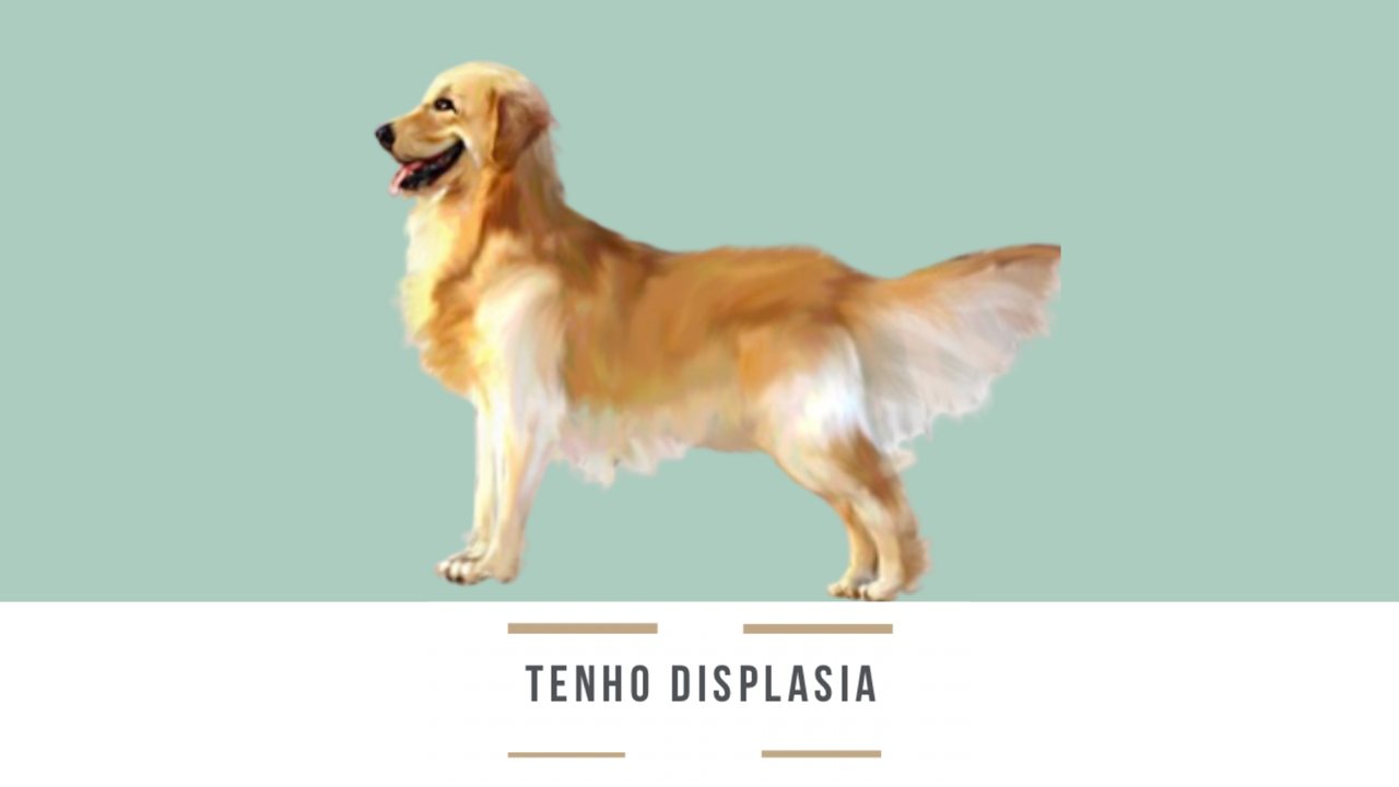 Tenho displasia: como a acupuntura ajuda cães e gatos