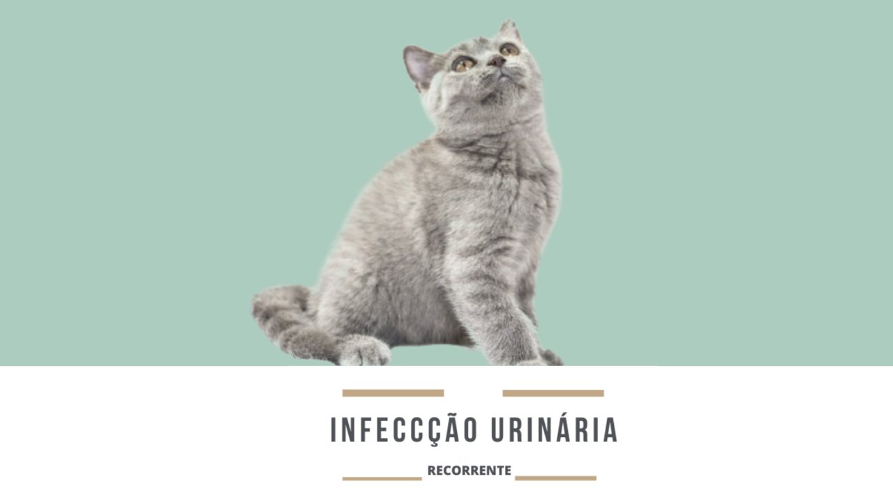 Infecção urinária recorrente: cuidar além do antibiótico