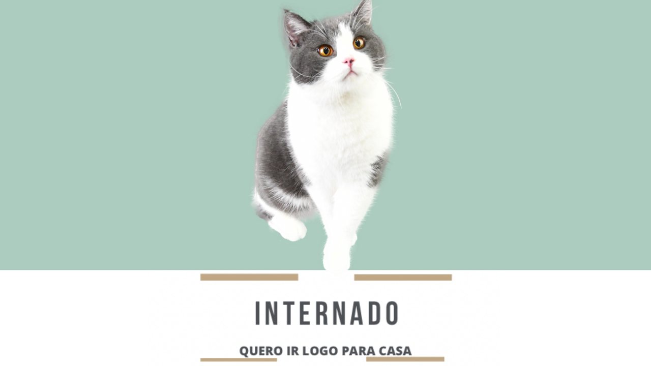 Internado, quero ir logo para casa: acupuntura na recuperação